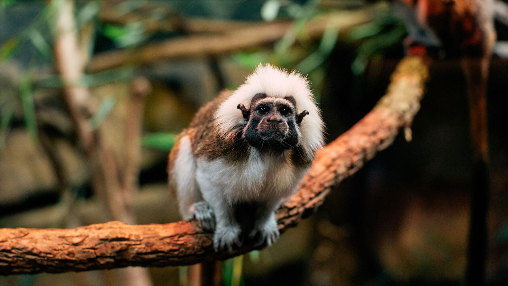 Nashville Zoo at Grassmere